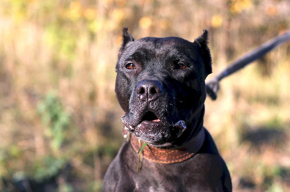 Amerikanischer Pitbull schwarz