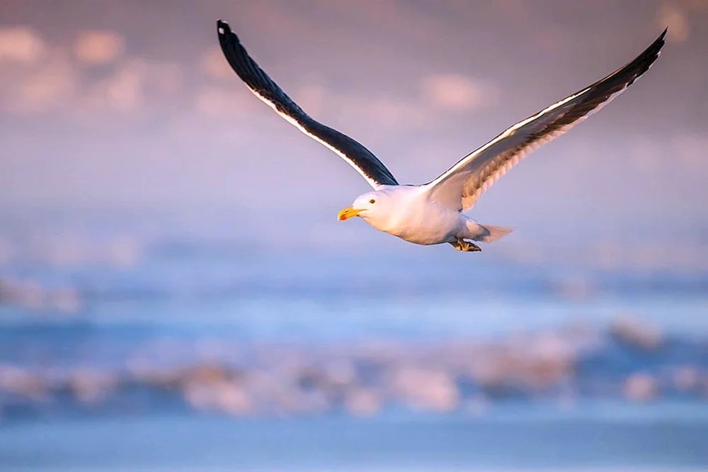 Albatros und Möwe