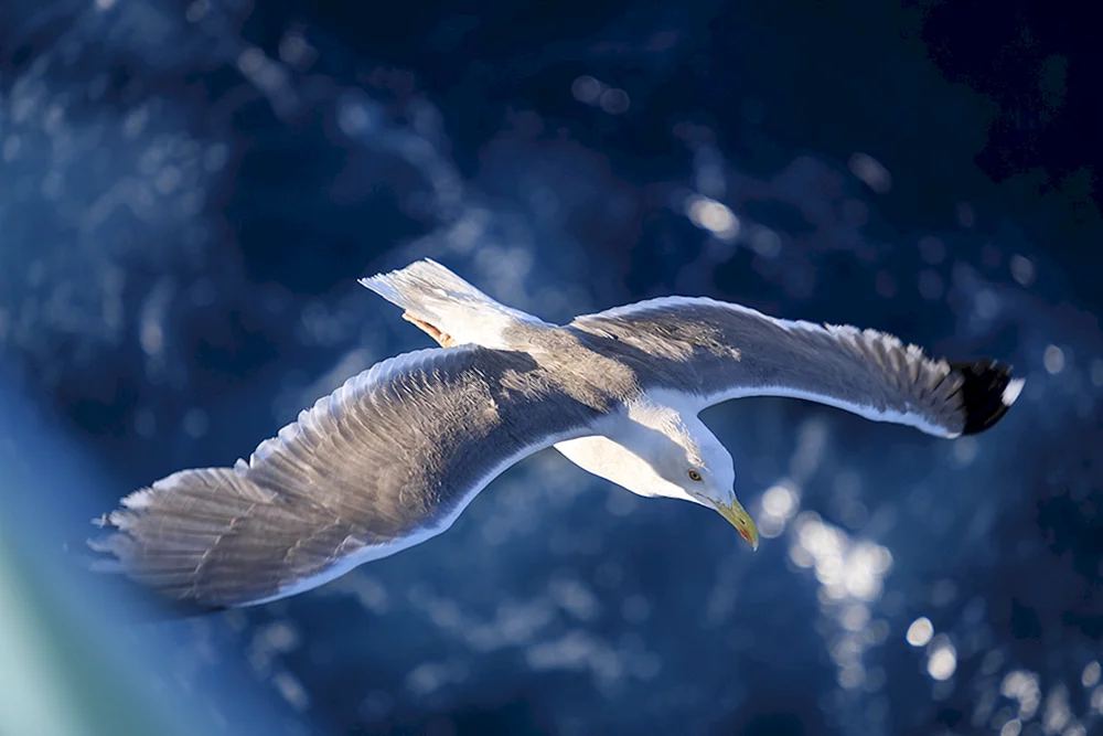 Vögel im Flug über dem Meer