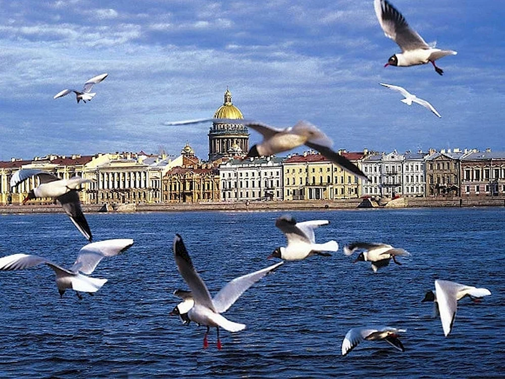 Vögel von St. Petersburg