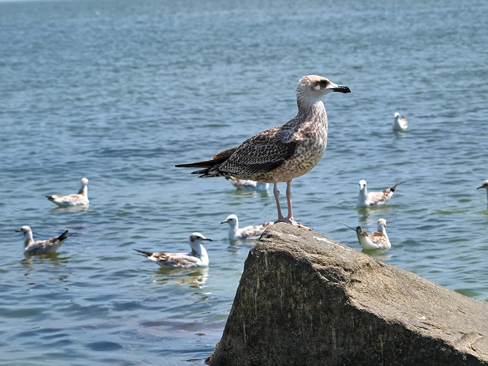 Albatrosvögel Asowsches Meer Meer