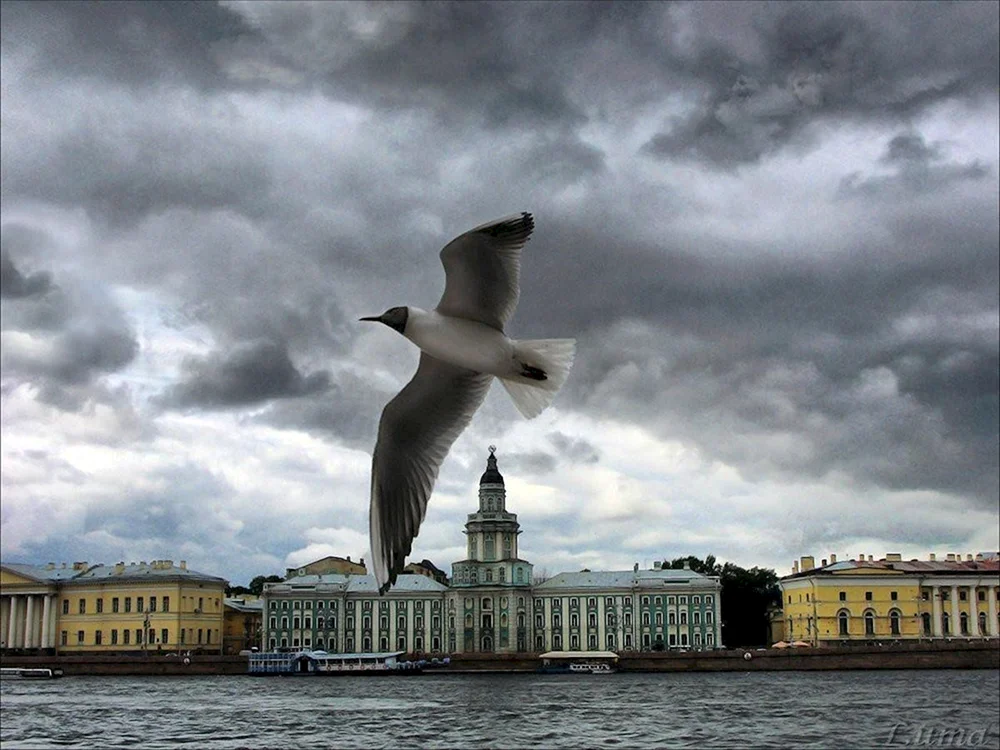 Vögel des Leningrader Gebiets St. Petersburg