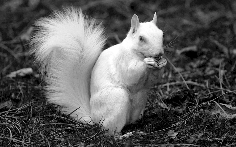 Gemeinsamer Polarfuchs.
