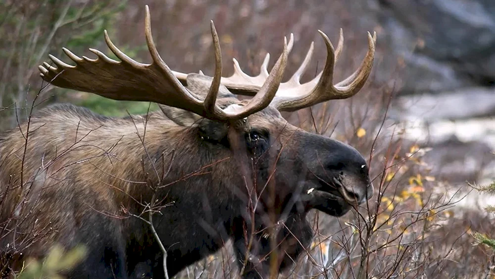 Amur Elch alces