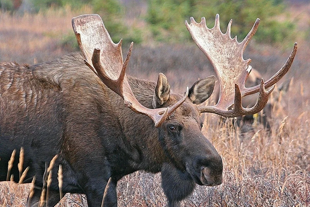 Europäischer Elch alces alces alces