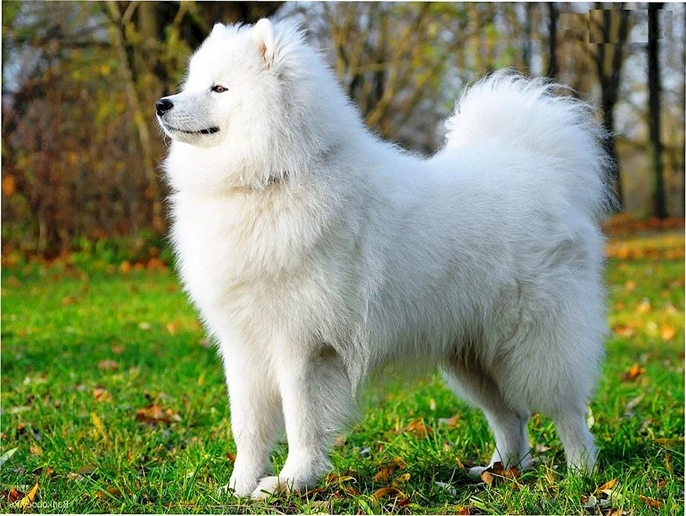 Westsibirischer Husky