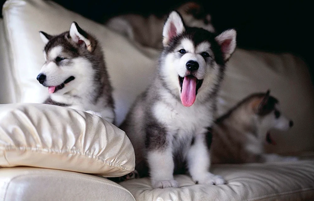 Alaskan Malamute und Siberian Husky