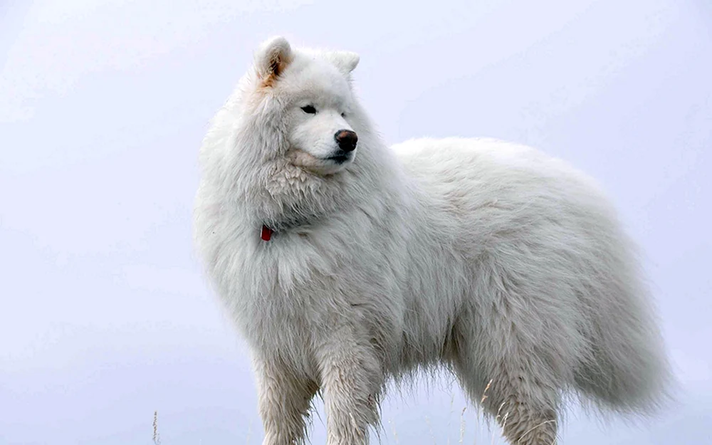 Samojedenhund