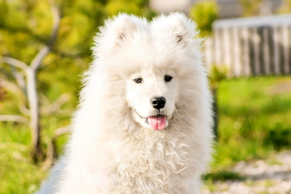 Samoyed Hund
