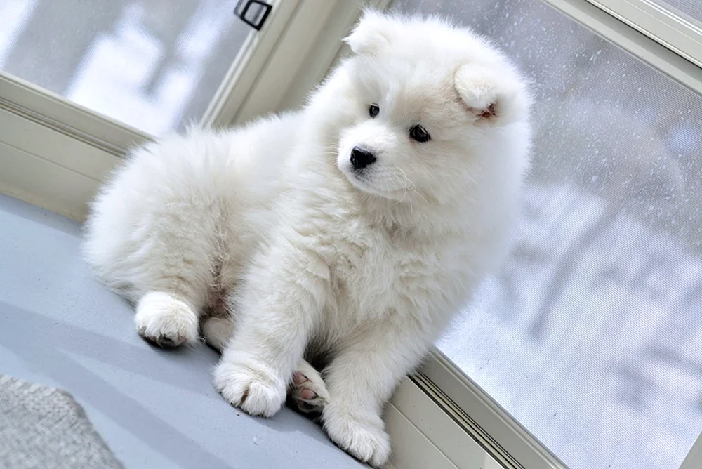 Alaskischer Samojedenhund