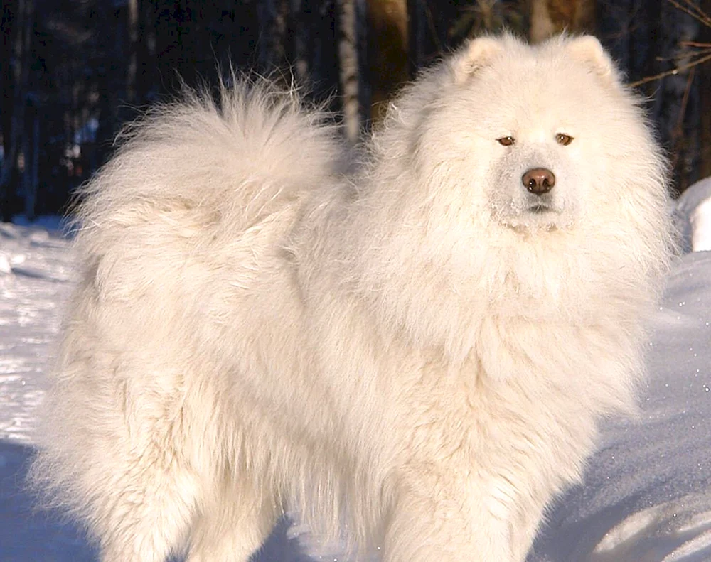 Samojeden-Hund