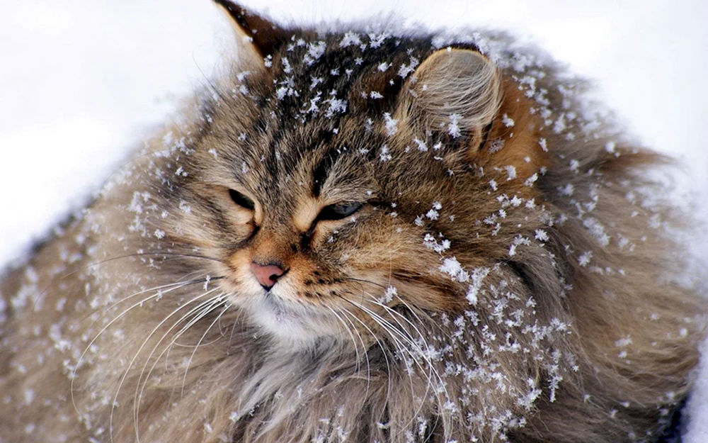 Alaskanische Schneekatze