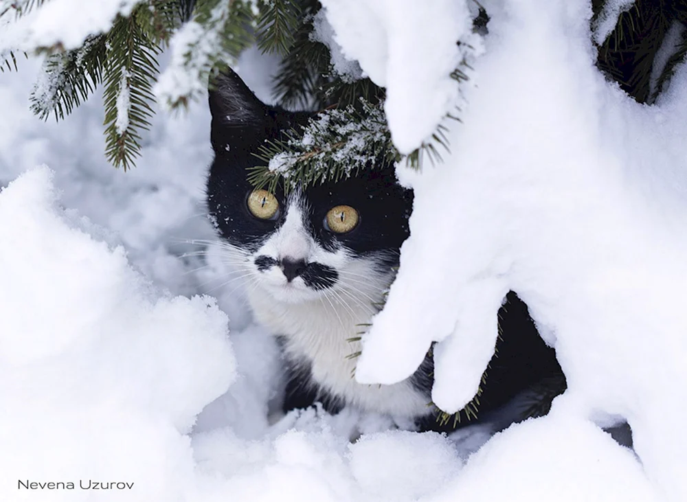 Alaskanische Schneekatze