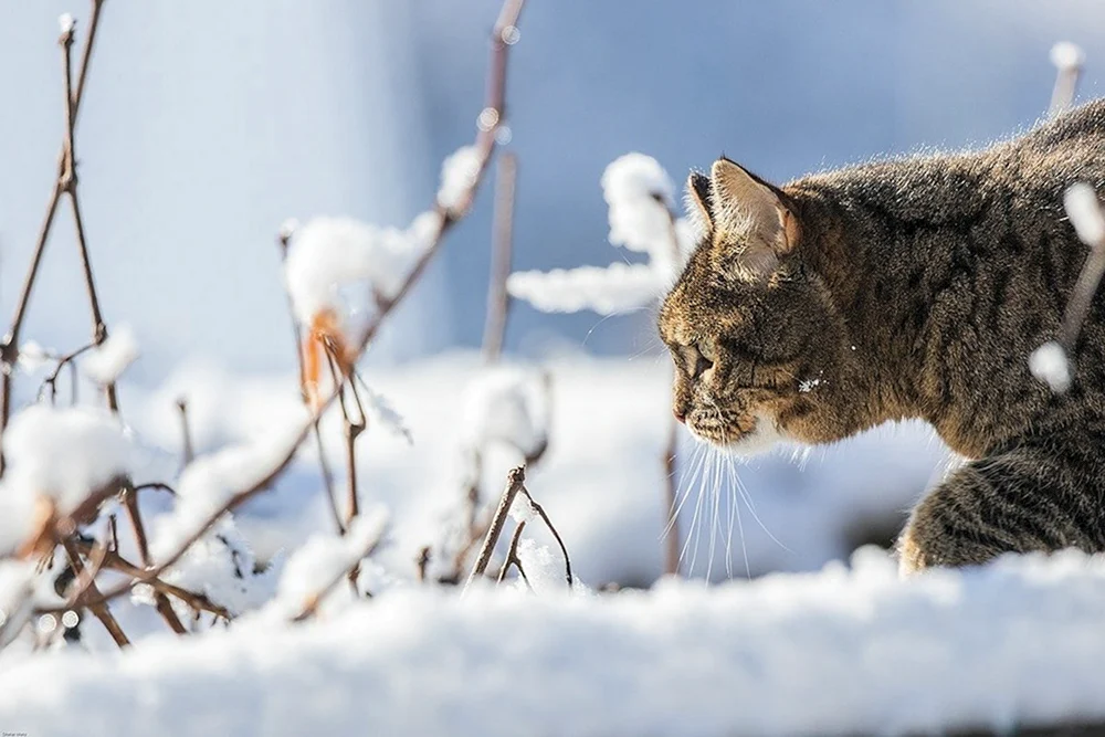 Snow Cat Hover this