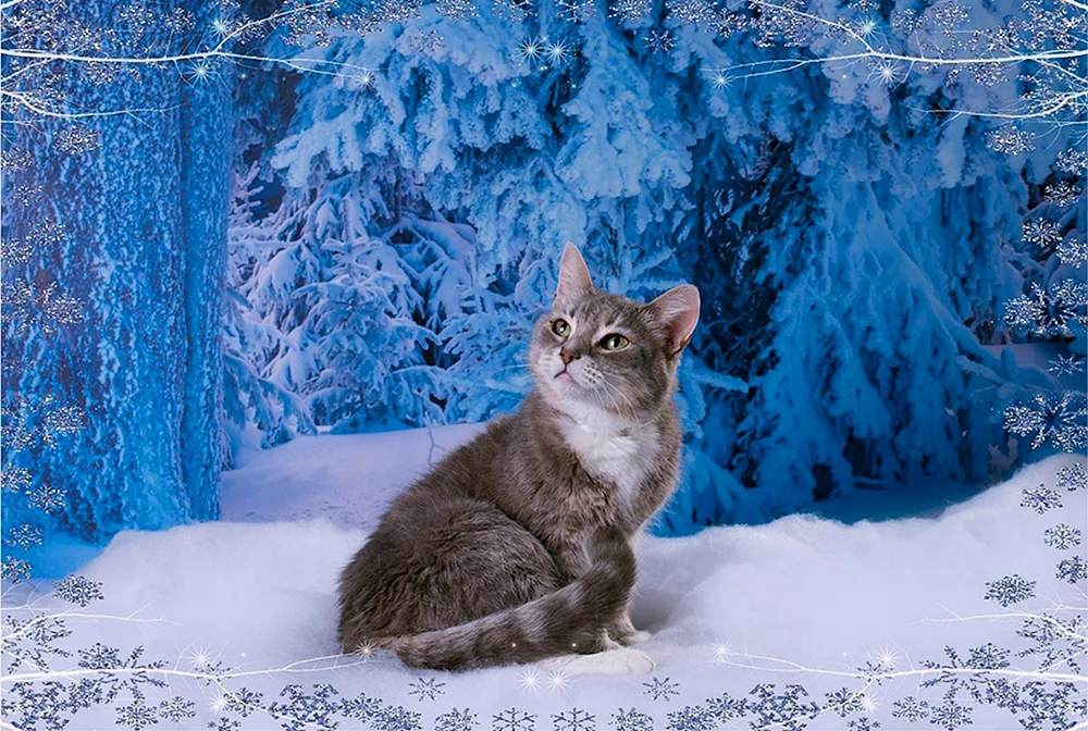 Alaskanische Katze Schneekatze