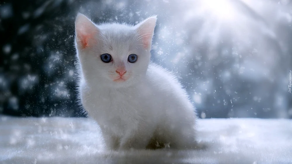 Alaskanische Schneekatze