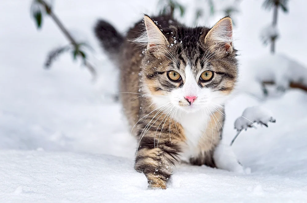 Alaskanische Schneekatze