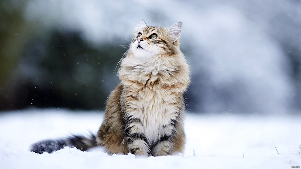 Alaskische Schneekatze