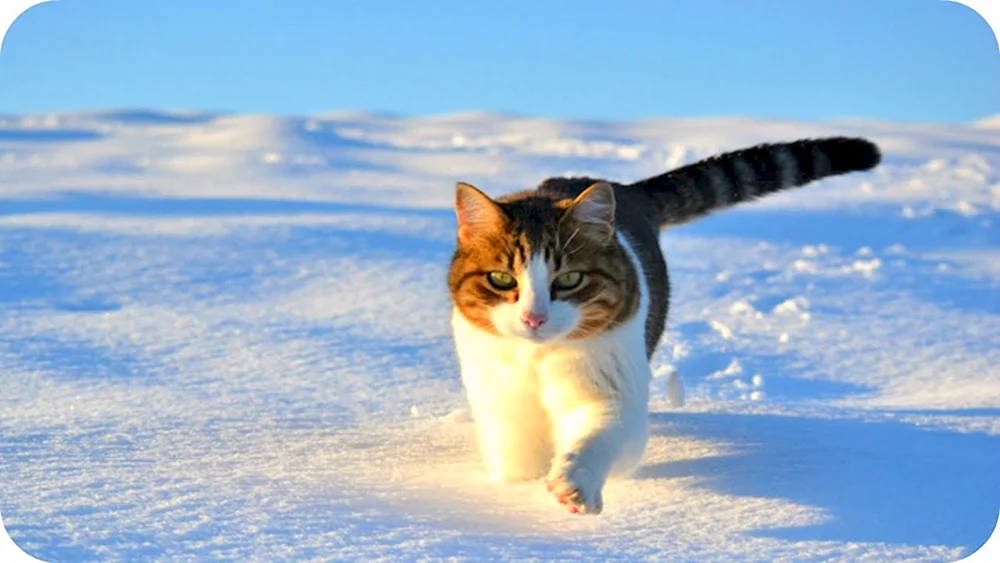 Alaskische Schneekatze