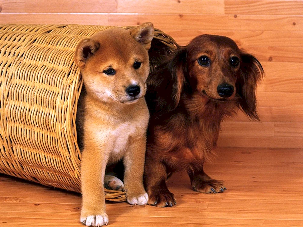 verschiedene Hunde