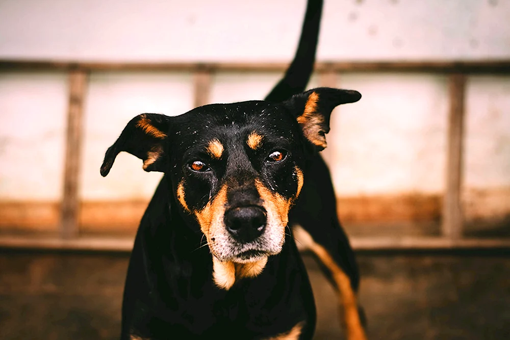 Labrador Retriever schoko