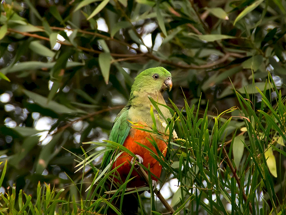 Australischer Wellenpapagei