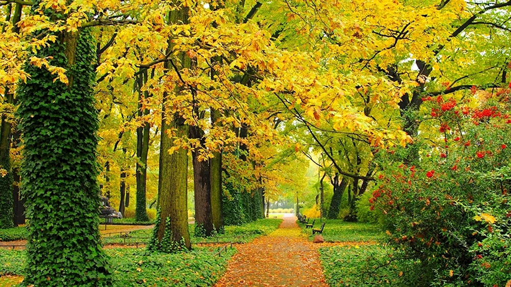 Allee des Parks im frühen Herbst