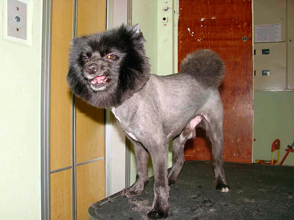 Pommersche Spitz Alopezie