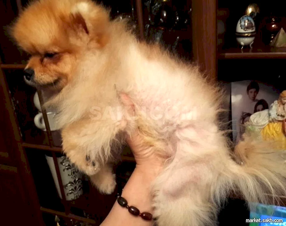Pomeranian Spitz Haarschnitt