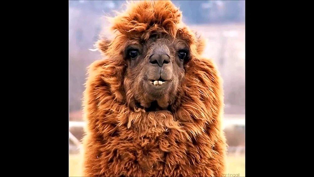 Lustige Tiere