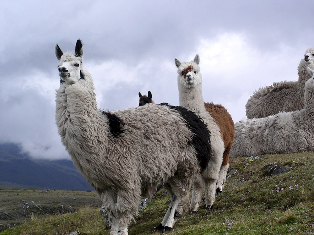 Alpaka Vicuña lama