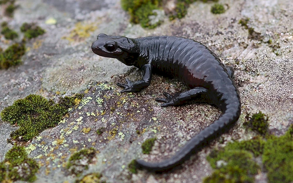 Alpensalamander