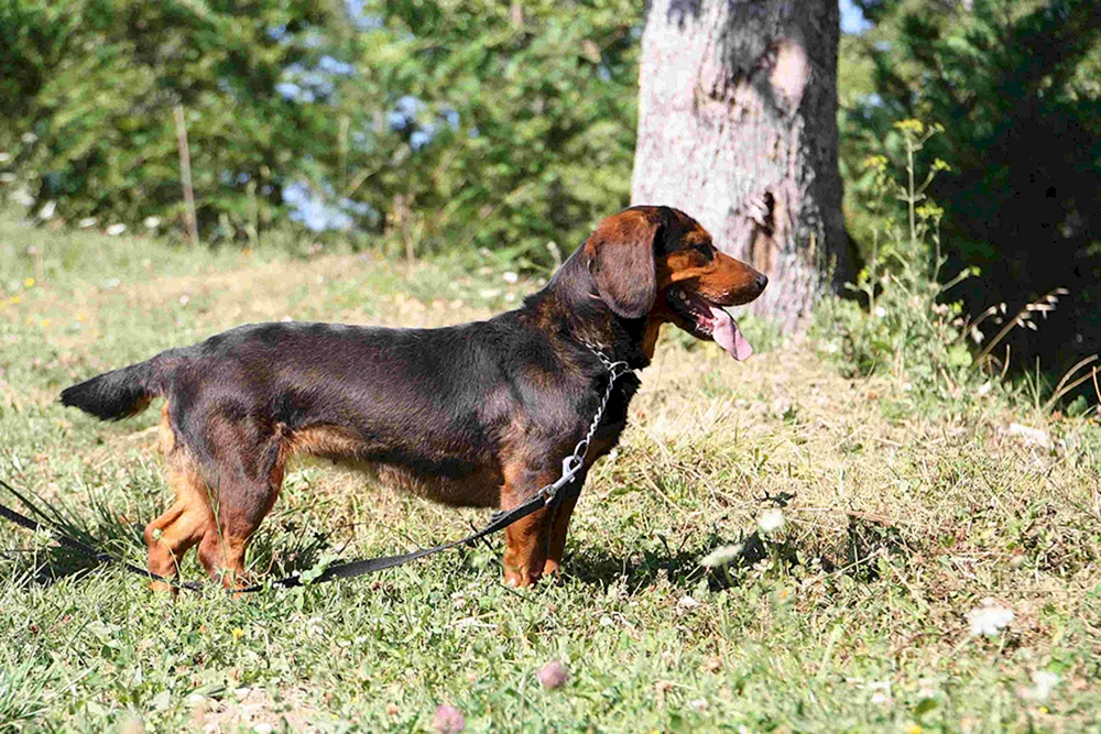 Alpine Dachshund Hound