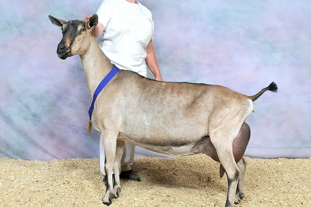 Alpine Toggenburger Ziege
