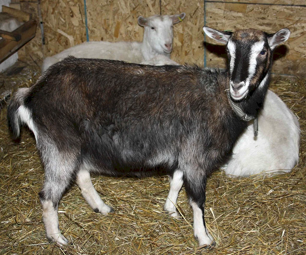 Alpine Toggenburger Ziege