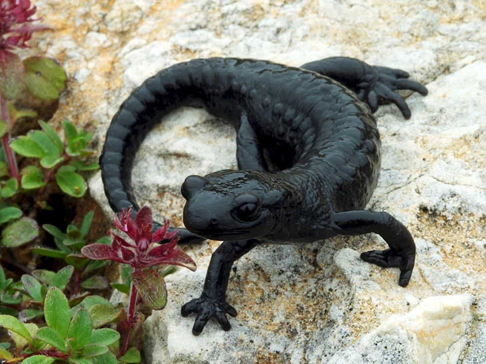 Alpenschwarzer Tritonsalamander