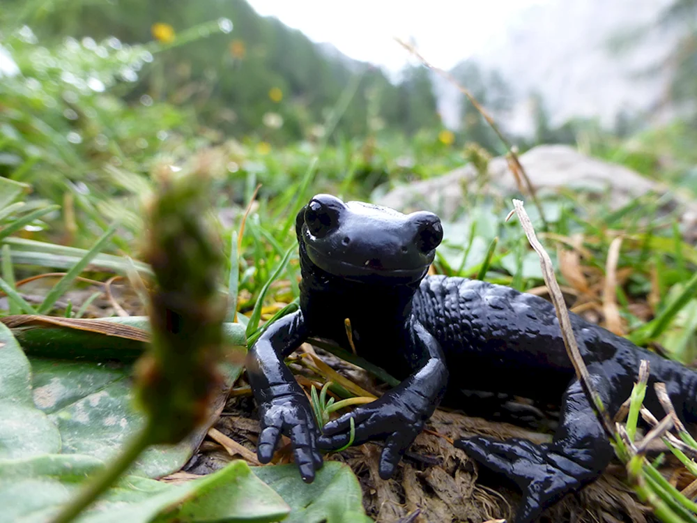 Triton Reptil