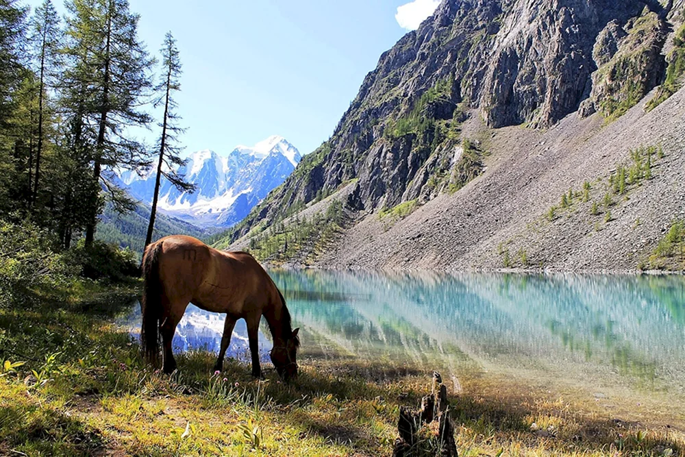 Taimenye See Altai