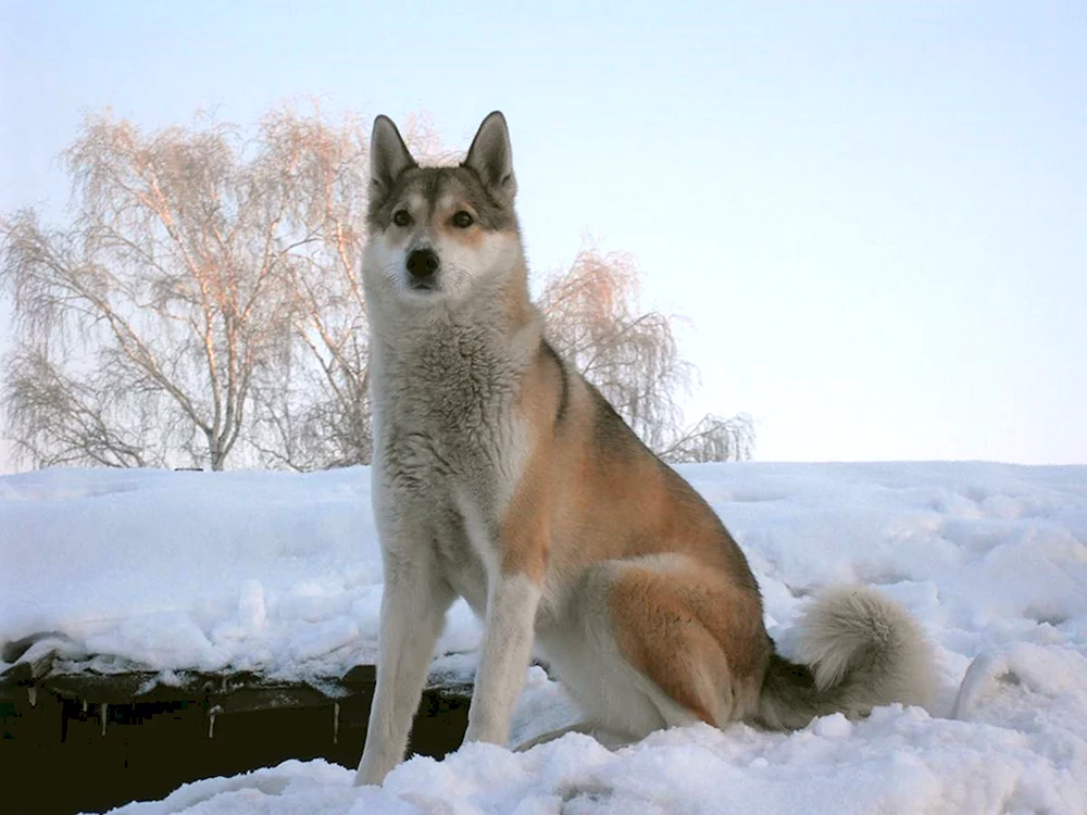 Altai-Schäferhund