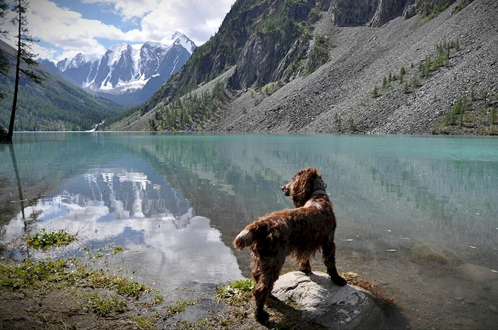 Altai-Hund