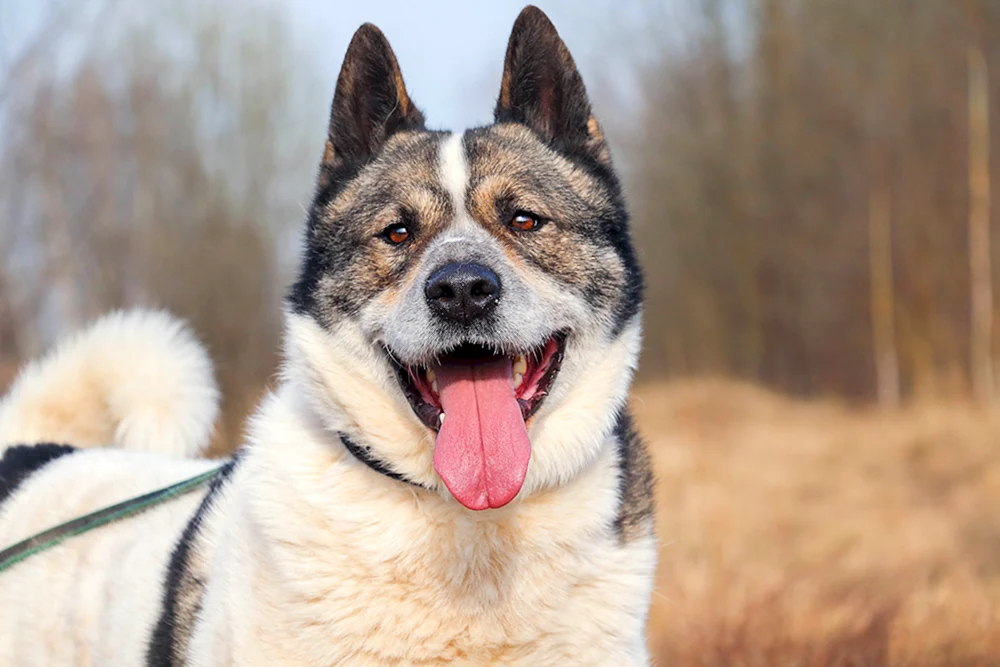Altaisky-Schäferhund