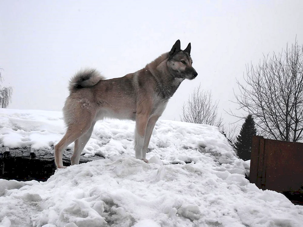 Altaisky-Husky