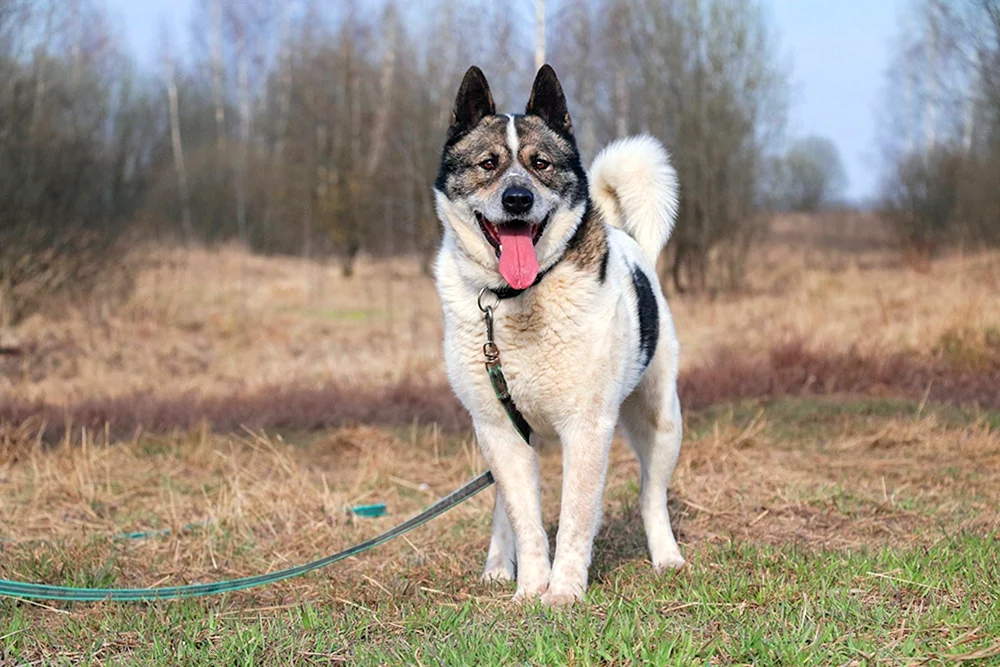 Altai-Schäferhund