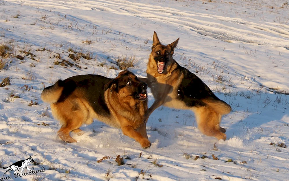 Altai-Schäferhund