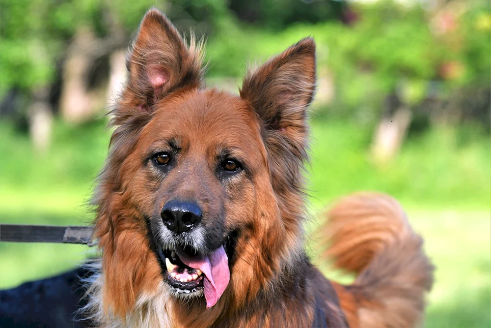 Altai-Schäferhund.