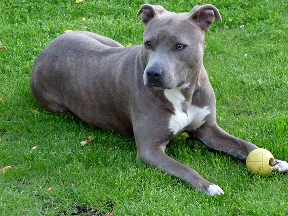 Am Staffordshire Terrier