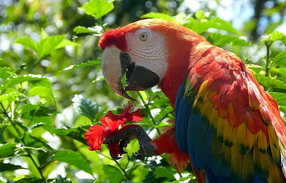 Amazonenpapagei