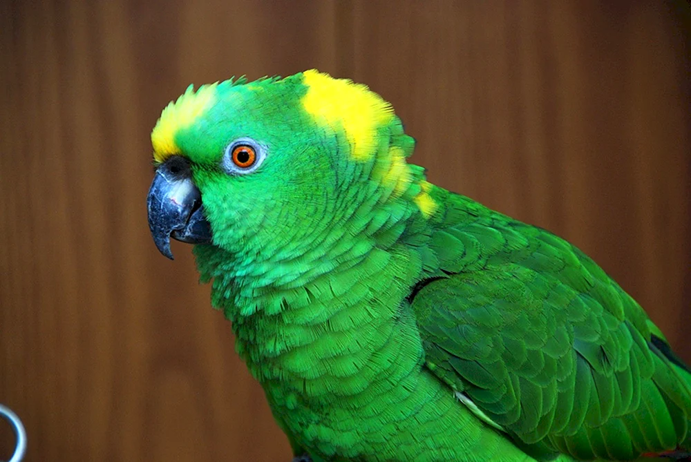 Azoo-Papagei