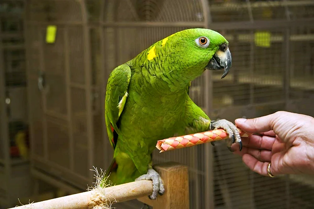Amazonen-Papagei