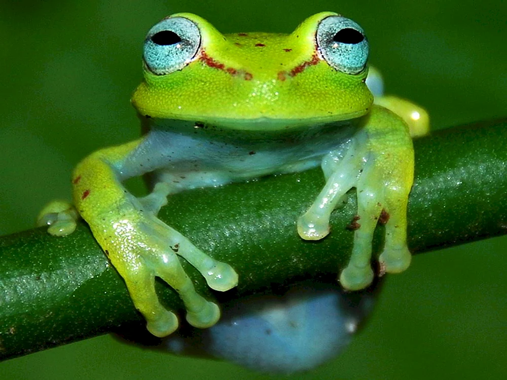 Amazonenlaubfrosch